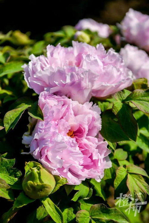 600歲“牡丹王”迎春綻放，第二十屆普寧牡丹花會(huì)靜待君來